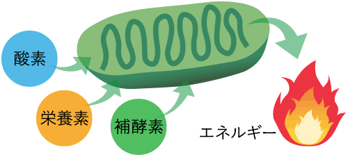 ミトコンドリア
